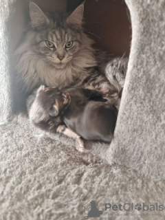 Foto №3. Maine Coon Kätzchen männlich weiblich. Deutschland