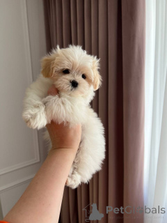 Foto №1. maltipu - zum Verkauf in der Stadt Aleksandria | verhandelt | Ankündigung № 167217