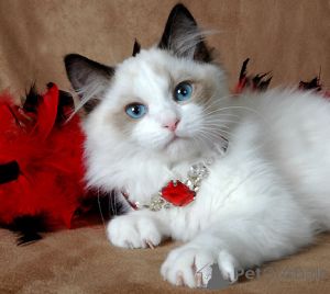Foto №2 zu Ankündigung № 137600 zu verkaufen ragdoll-katze - einkaufen Polen quotient 	ankündigung