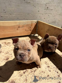 Foto №3. American Bully Exotic Micro Welpen. Serbien
