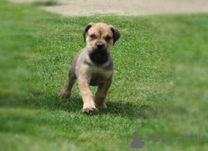 Foto №2 zu Ankündigung № 123668 zu verkaufen boerboel - einkaufen Deutschland 