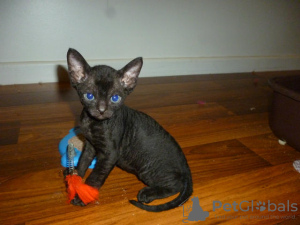 Foto №3. Devon-Rex-Kätzchen stehen zur Adoption zur Verfügung. Deutschland