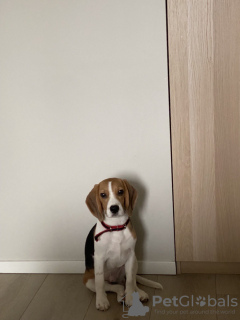 Foto №2. Paarung Service beagle. Preis - Frei