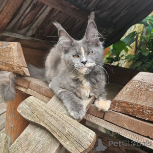 Foto №1. maine-coon-katze - zum Verkauf in der Stadt BIENNE | verhandelt | Ankündigung № 156994
