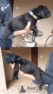 Foto №4. Ich werde verkaufen cane corso italiano in der Stadt Zrenjanin. quotient 	ankündigung - preis - verhandelt