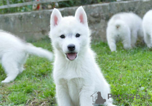 Foto №1. siberian husky - zum Verkauf in der Stadt Ниш | verhandelt | Ankündigung № 119948