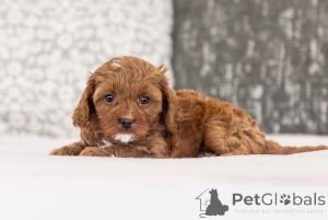 Foto №2 zu Ankündigung № 155611 zu verkaufen labradoodle - einkaufen Griechenland quotient 	ankündigung