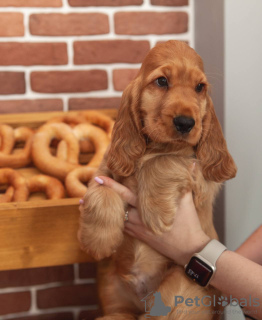 Foto №3. Englischer Cocker Spaniel. Weißrussland