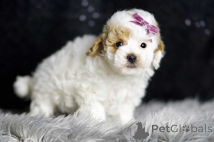 Foto №1. maltipu - zum Verkauf in der Stadt Berlin | 900€ | Ankündigung № 149852