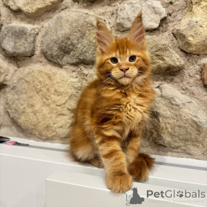 Foto №1. maine-coon-katze - zum Verkauf in der Stadt Ostrava | verhandelt | Ankündigung № 171100