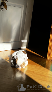 Zusätzliche Fotos: 1,5 Jahre alte französische Bulldogge