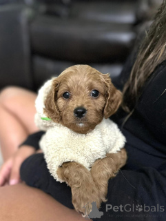 Foto №2 zu Ankündigung № 154339 zu verkaufen cavalier king charles spaniel - einkaufen USA züchter