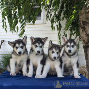 Foto №1. alaskan malamute - zum Verkauf in der Stadt Parkano | Frei | Ankündigung № 128376