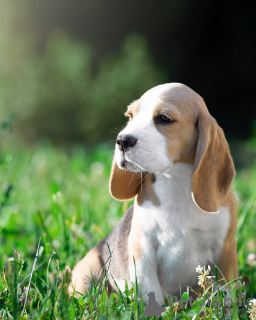 Foto №2 zu Ankündigung № 103658 zu verkaufen beagle - einkaufen USA quotient 	ankündigung