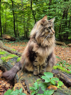 Foto №4. Ich werde verkaufen norwegische waldkatze in der Stadt Unhöflich. züchter - preis - 700€