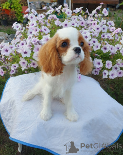 Foto №1. cavalier king charles spaniel - zum Verkauf in der Stadt Omsk | 1478€ | Ankündigung № 64614