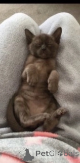 Foto №4. Ich werde verkaufen burma-katze in der Stadt Doncaster. quotient 	ankündigung - preis - 540€