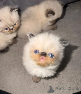 Foto №1. himalayan cat - zum Verkauf in der Stadt Aizlenten | 350€ | Ankündigung № 178454