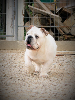 Foto №4. Ich werde verkaufen englische bulldogge in der Stadt Krasnodar. vom kindergarten - preis - verhandelt