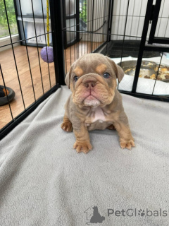 Foto №1. englische bulldogge - zum Verkauf in der Stadt Eschenau | verhandelt | Ankündigung № 170072