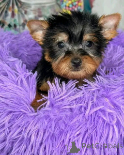 Foto №2 zu Ankündigung № 139118 zu verkaufen  - einkaufen USA züchter