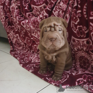 Foto №2 zu Ankündigung № 57263 zu verkaufen shar-pei - einkaufen Israel quotient 	ankündigung