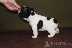 Foto №4. Ich werde verkaufen französische bulldogge in der Stadt Москва. vom kindergarten - preis - verhandelt