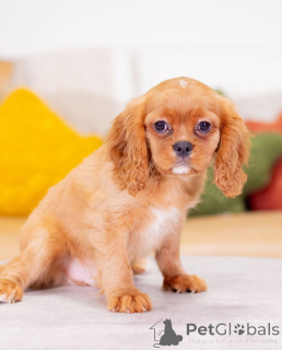 Foto №2 zu Ankündigung № 155455 zu verkaufen cavalier king charles spaniel - einkaufen Österreich quotient 	ankündigung