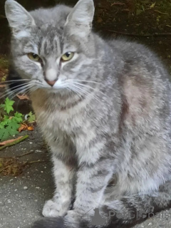 Foto №2 zu Ankündigung № 149171 zu verkaufen  - einkaufen Russische Föderation quotient 	ankündigung