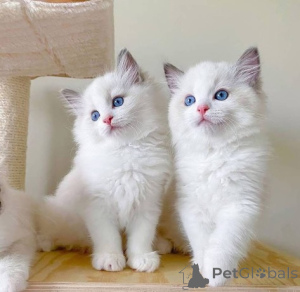 Foto №1. ragdoll-katze - zum Verkauf in der Stadt Hongkong | 5813€ | Ankündigung № 157875