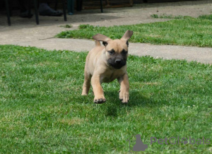 Zusätzliche Fotos: Südafrikanische Boerboel-Mastiff-Welpen