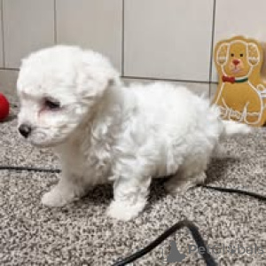 Foto №4. Ich werde verkaufen bichon frisé in der Stadt Paris. quotient 	ankündigung, züchter - preis - 700€