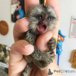 Foto №3. Zur Adoption verfügbar. Schicken Sie mir eine PN für weitere Informationen. Schweiz