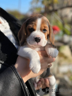 Zusätzliche Fotos: Beagle-Welpen zu verkaufen.