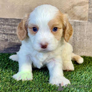 Foto №1.  - zum Verkauf in der Stadt Аугсбург | 600€ | Ankündigung № 134844