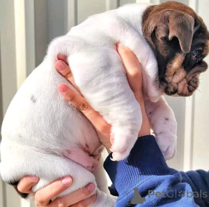 Foto №2 zu Ankündigung № 137784 zu verkaufen englische bulldogge - einkaufen Deutschland züchter