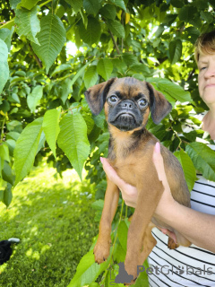 Foto №1. petit brabançon - zum Verkauf in der Stadt Mogilyov | 500€ | Ankündigung № 146219
