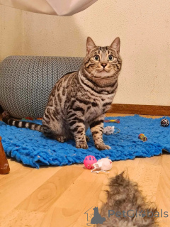 Foto №1. bengal katzenrasse - zum Verkauf in der Stadt Amerfort | verhandelt | Ankündigung № 145455