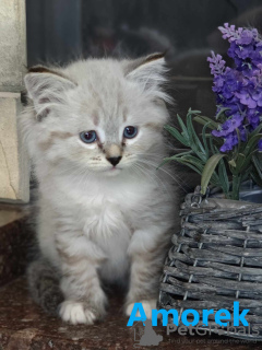 Foto №2 zu Ankündigung № 107168 zu verkaufen sibirische katze - einkaufen Polen quotient 	ankündigung, züchter