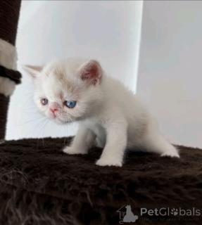 Foto №3. Süße, entzückende Perserin zu verkaufen. Kontaktieren Sie WhatsApp Business. Finnland