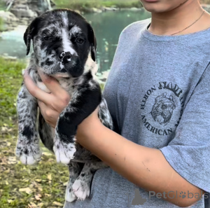 Foto №1. amerikanischer mastiff - zum Verkauf in der Stadt Fijnaart | verhandelt | Ankündigung № 161248