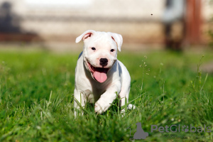 Foto №3. Amerikanischer Staffordshire-Bullterrier-Welpe. Polen