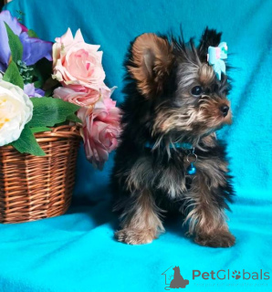 Foto №4. Ich werde verkaufen yorkshire terrier in der Stadt Москва. quotient 	ankündigung - preis - 377€