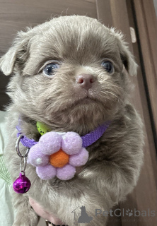 Foto №4. Ich werde verkaufen chihuahua in der Stadt Sivats.  - preis - verhandelt