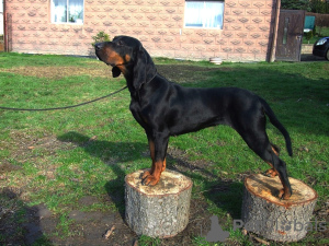 Zusätzliche Fotos: Polnischer Jagdhund des Polnischen Kennel Clubs FCI