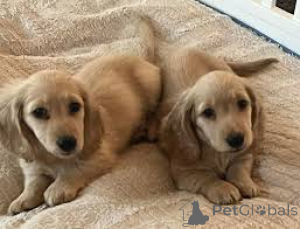 Foto №3. Cuccioli di Bassotto im Verkauf. Italien