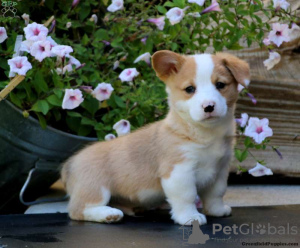 Foto №1. welsh corgi - zum Verkauf in der Stadt Basel | 400€ | Ankündigung № 105684