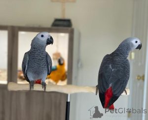 Foto №1.  - zum Verkauf in der Stadt Los Altos | Frei | Ankündigung № 139131