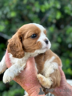 Foto №4. Ich werde verkaufen cavalier king charles spaniel in der Stadt Berlin. züchter - preis - 500€