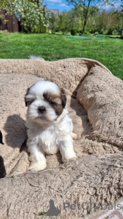 Foto №1. lhasa apso, shih tzu - zum Verkauf in der Stadt Riga | 800€ | Ankündigung № 170085